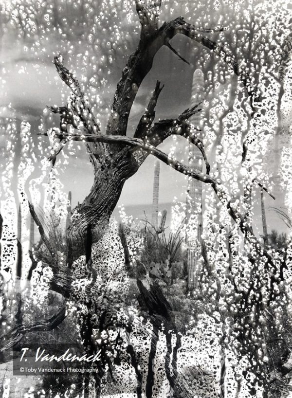 Arizona Desert Rain, Sculpture in the Wash