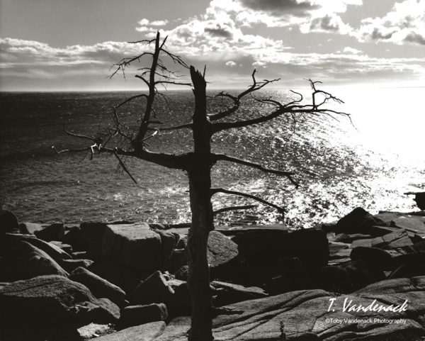 Seascape, Acadia National Park